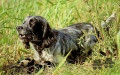 Setter Anglais DAR DEL DIANELLA Setter Anglais DAR DEL DIANELLA